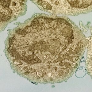 a close up of a cell with a microscope lens