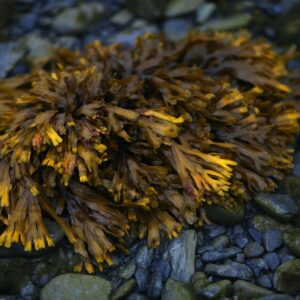 a close up of a plant on a rocky surface