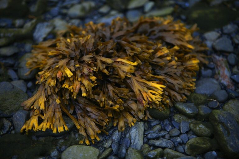 a close up of a plant on a rocky surface