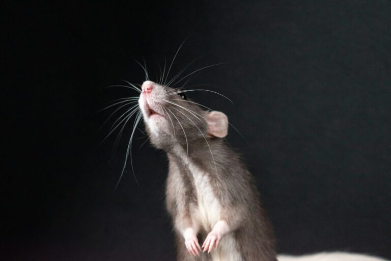 A mouse standing on its hind legs looking up