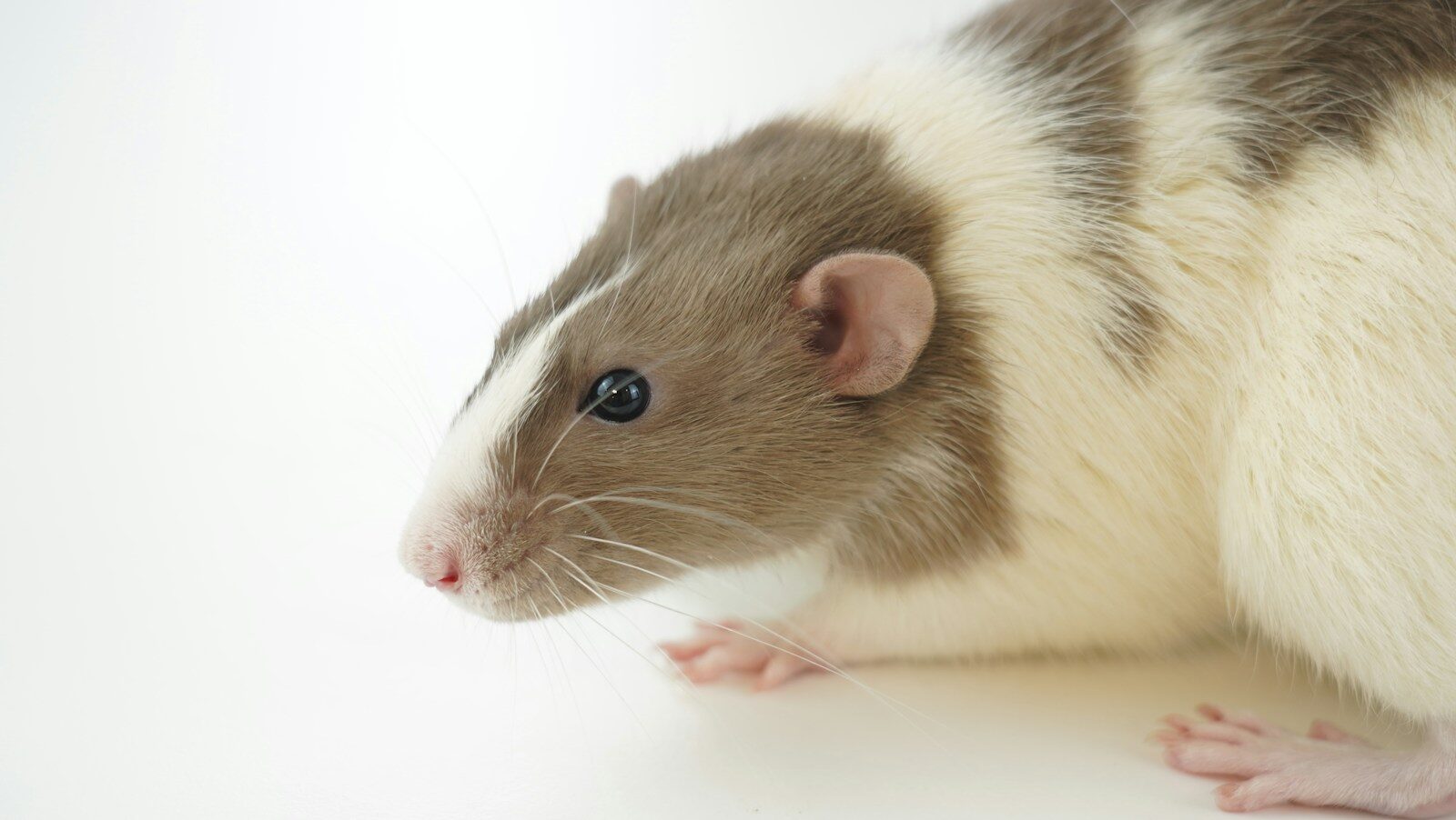 white and brown mouse on white surface