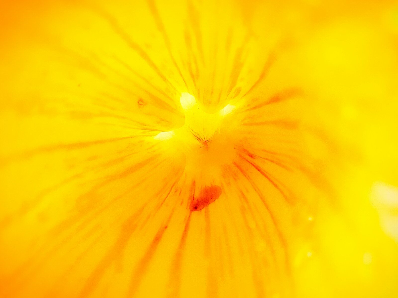 Macro view of a bright yellow flower petal with delicate orange veins